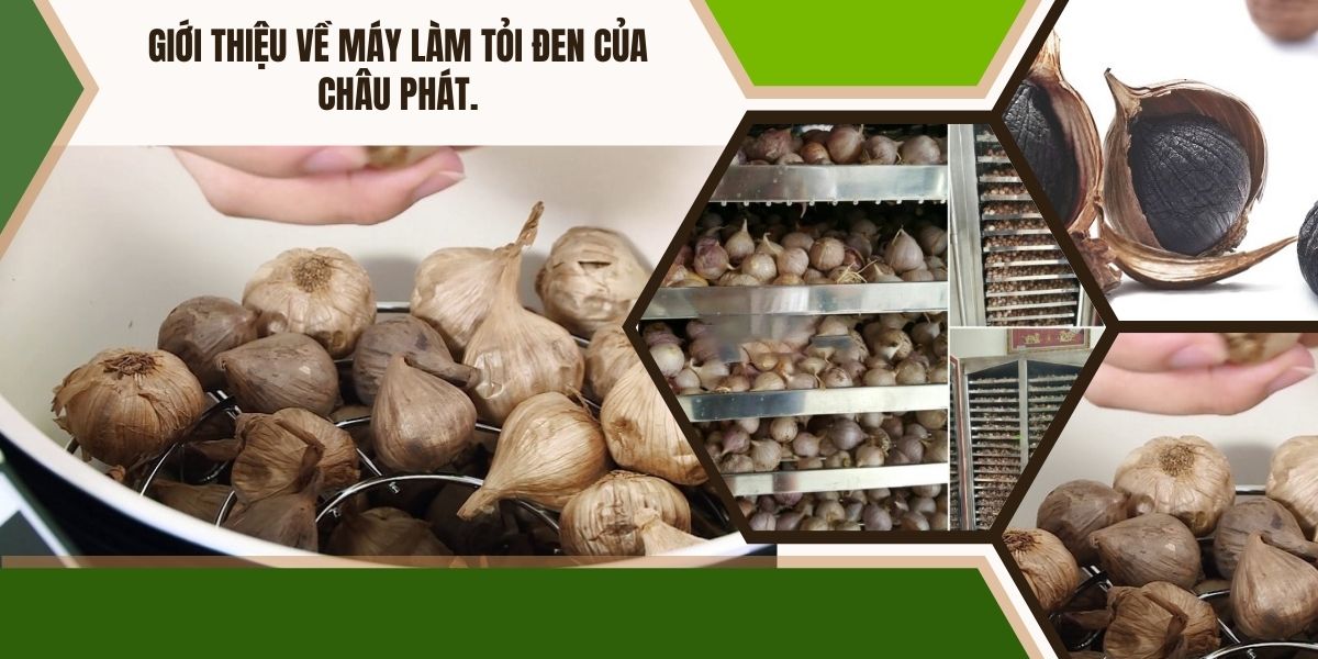 Giới thiệu về máy làm tỏi đen của Châu Phát