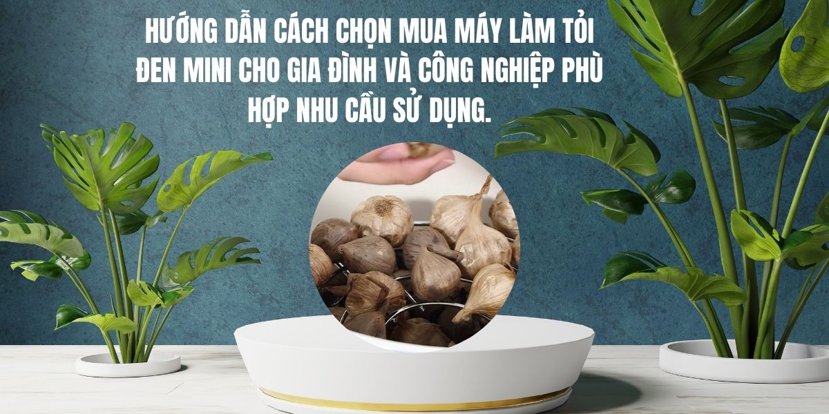 Hướng dẫn cách chọn mua máy làm tỏi đen mini cho gia đình và công nghiệp phù hợp nhu cầu sử dụng