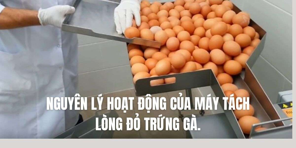 Nguyên lý hoạt động của máy tách lòng đỏ trứng gà