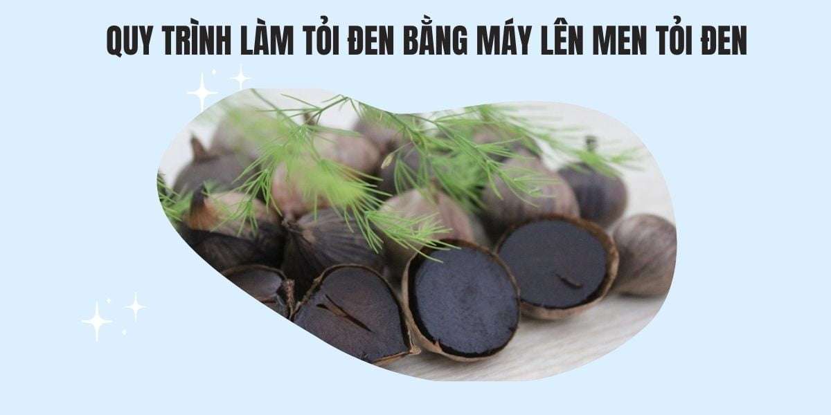 Quy trình làm tỏi đen bằng máy lên men tỏi đen