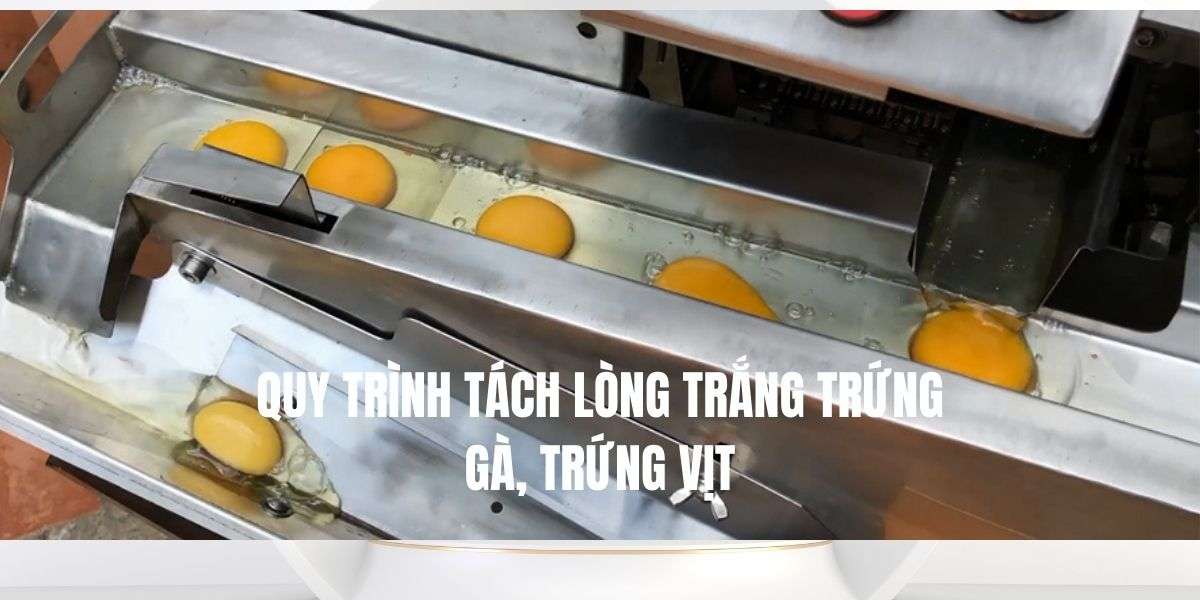 Quy trình tách lòng trắng trứng gà, trứng vịt