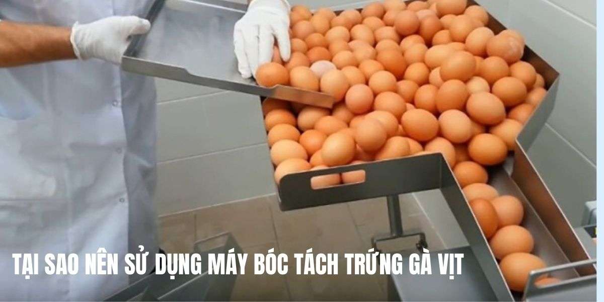 Tại sao nên sử dụng máy bóc tách trứng gà vịt