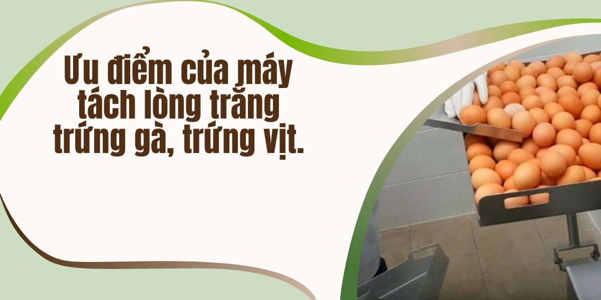 Ưu điểm của máy tách lòng trắng trứng gà, trứng vịt